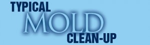 mold cleanup